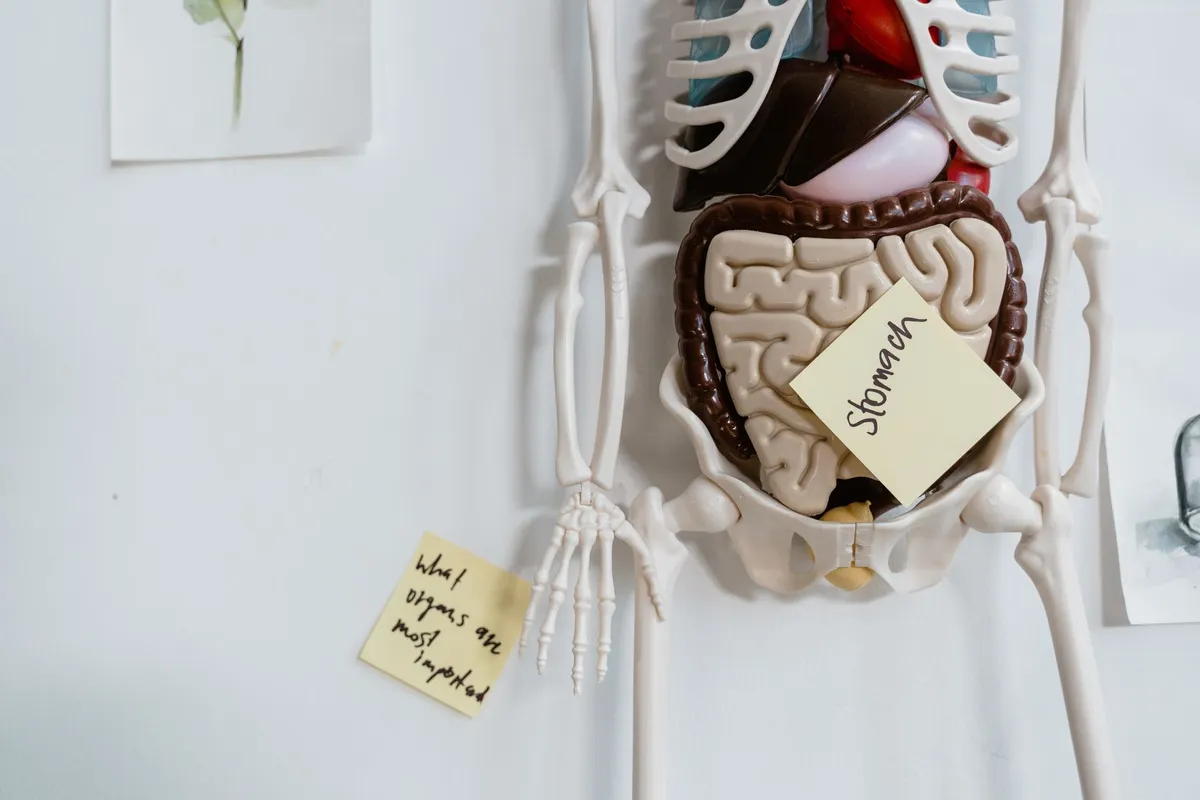 Model of human digestive system with labeled organs and sticky notes