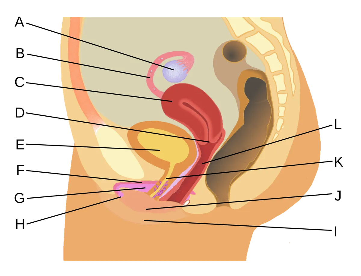 Diagram of the female reproductive system showing various organs and their positions.