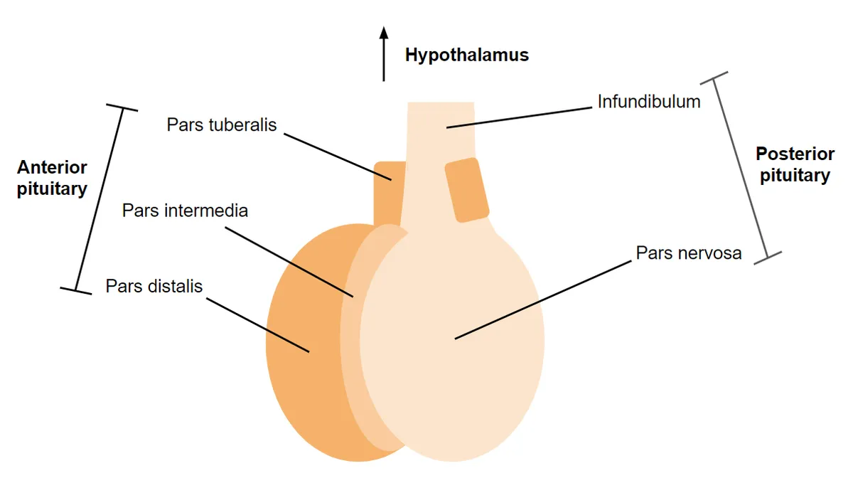 Diagram of the pituitary gland showing its parts and connections to the hypothalamus.