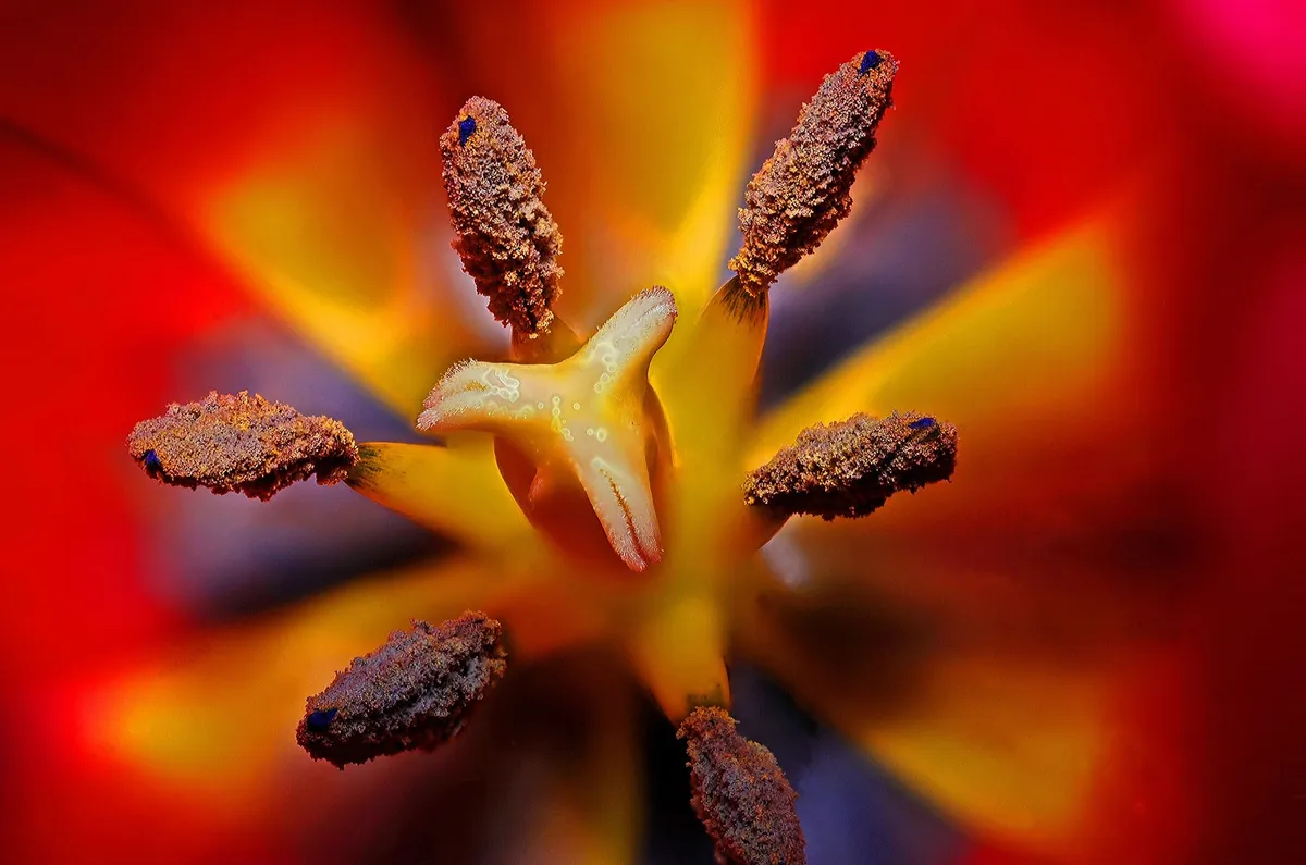 Close-up of flower stamens with pollen, illustrating allergens in the environment.