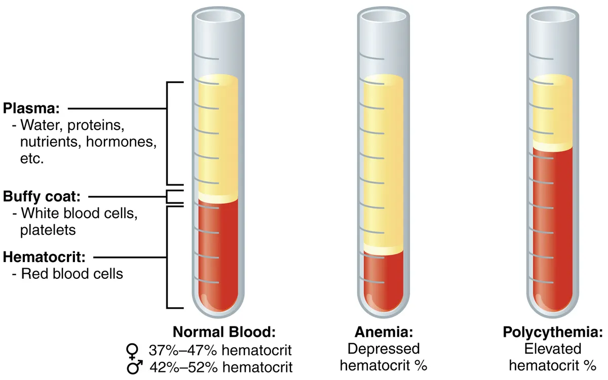 Test tubes showing normal blood, anemia, and polycythemia with hematocrit levels labeled.