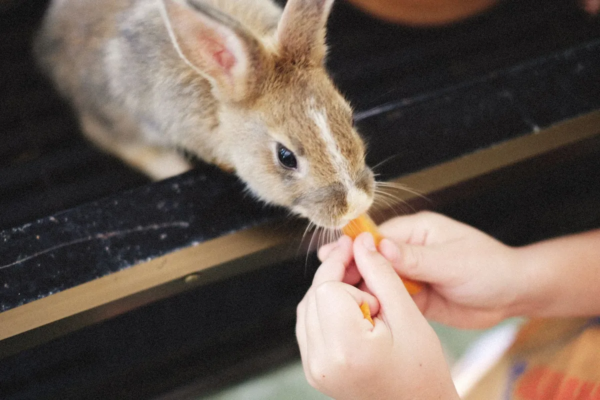 Child feeding a rabbit a carrot in a safe setting.