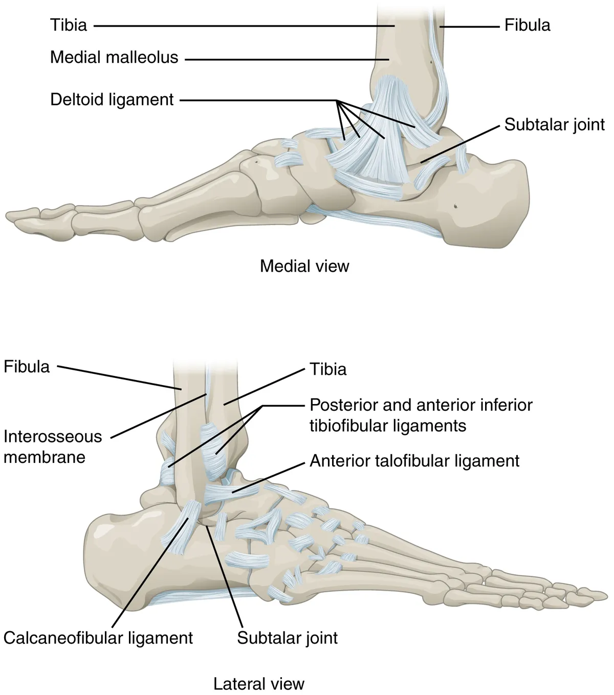 Anatomical diagram of the ankle showing ligaments and bones from medial and lateral views.