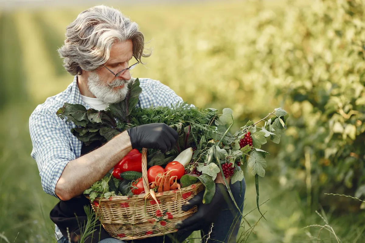 Older man examining fresh vegetables in a basket outdoors