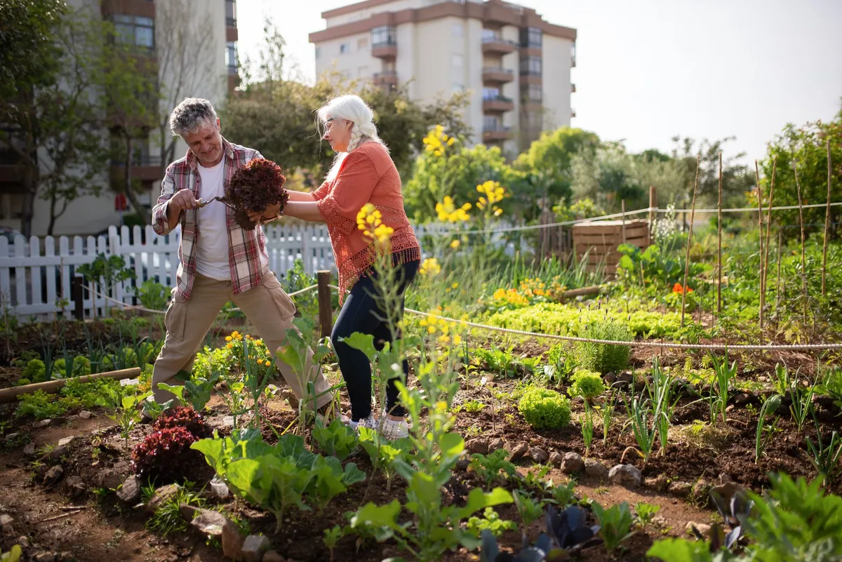 Seniors working together in a community garden, planting vegetables and herbs.