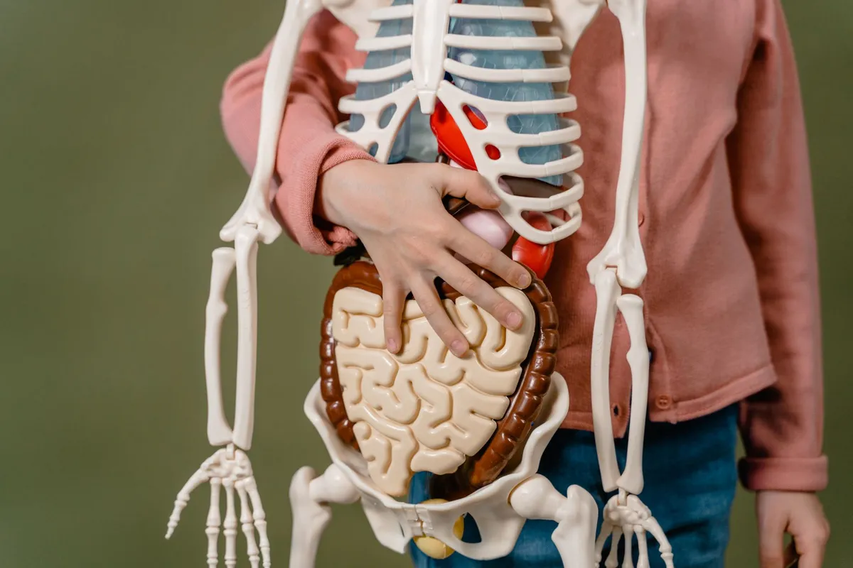 Model of a human torso showing internal organs including the appendix area.