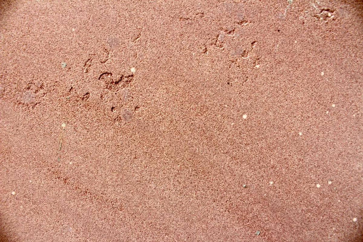Close-up of reddish-brown soil with small particles visible on the surface.