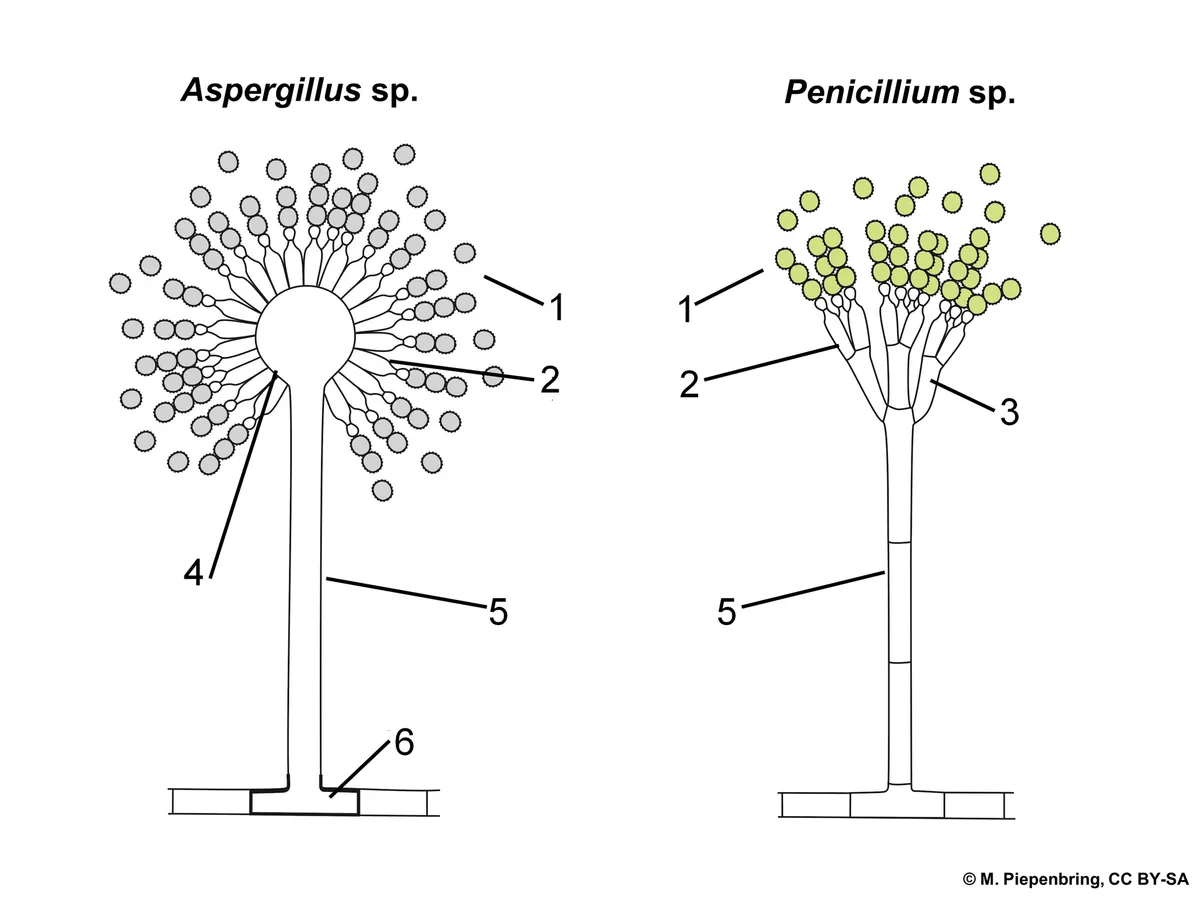 Diagram illustrating the structure of Aspergillus and Penicillium fungi.