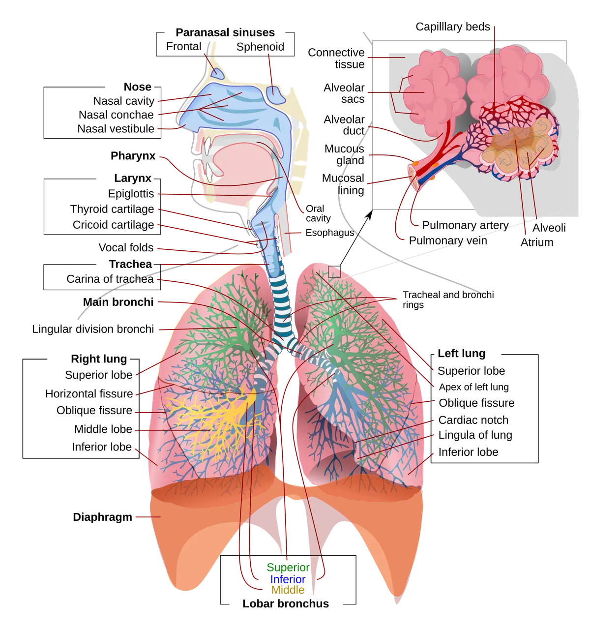 Diagram of the human respiratory system with labeled parts including lungs and trachea.