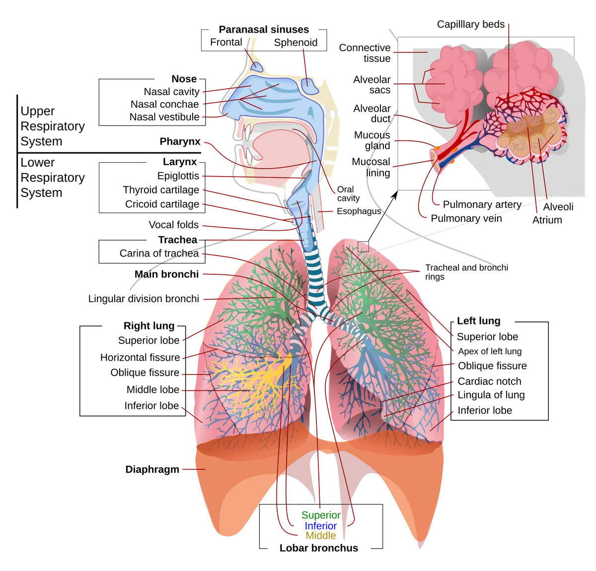 Diagram of the human respiratory system showing lungs and airways with labels.