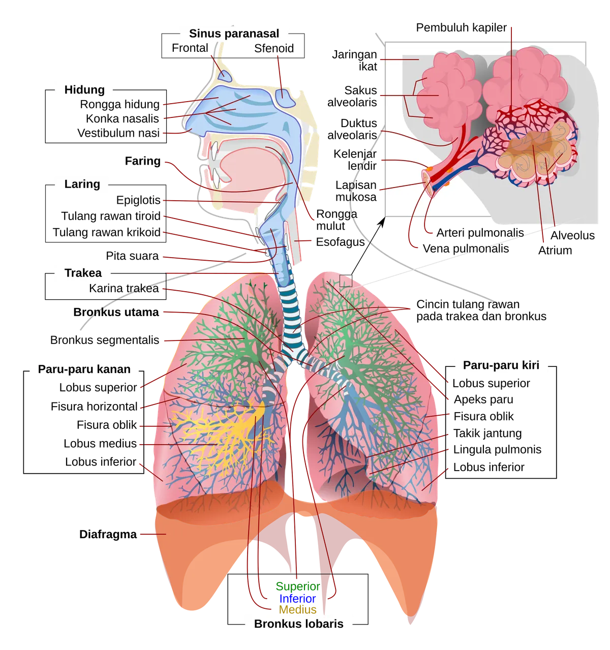 Diagram of the human respiratory system with labeled parts, including lungs and airways.