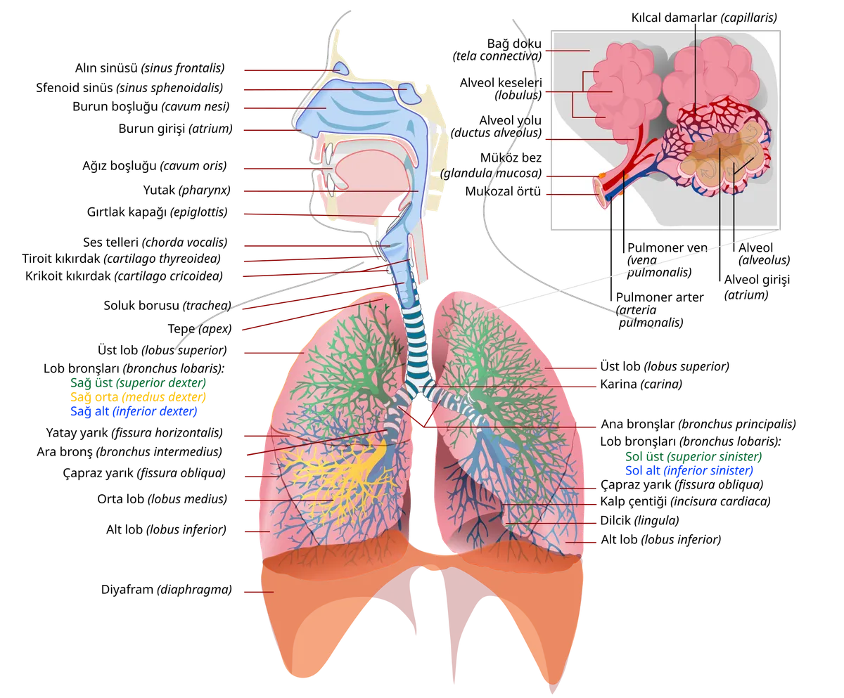 Diagram of the human respiratory system showing lungs and airways.