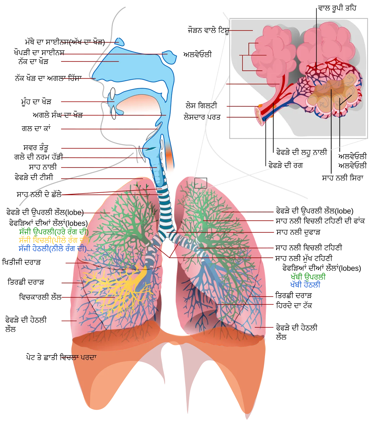 Illustration of the human respiratory system with labeled parts including lungs and airways.