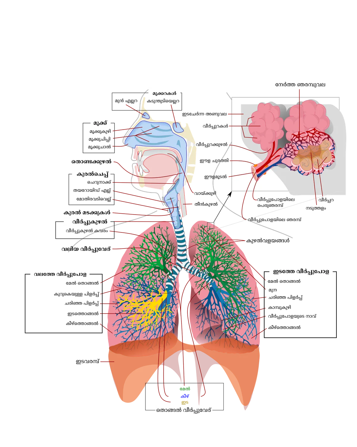 Illustration of the human respiratory system with labeled parts, including lungs and airways.