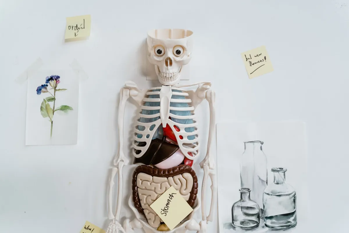 Model of a skeleton with labeled organs, including the stomach and digestive system.