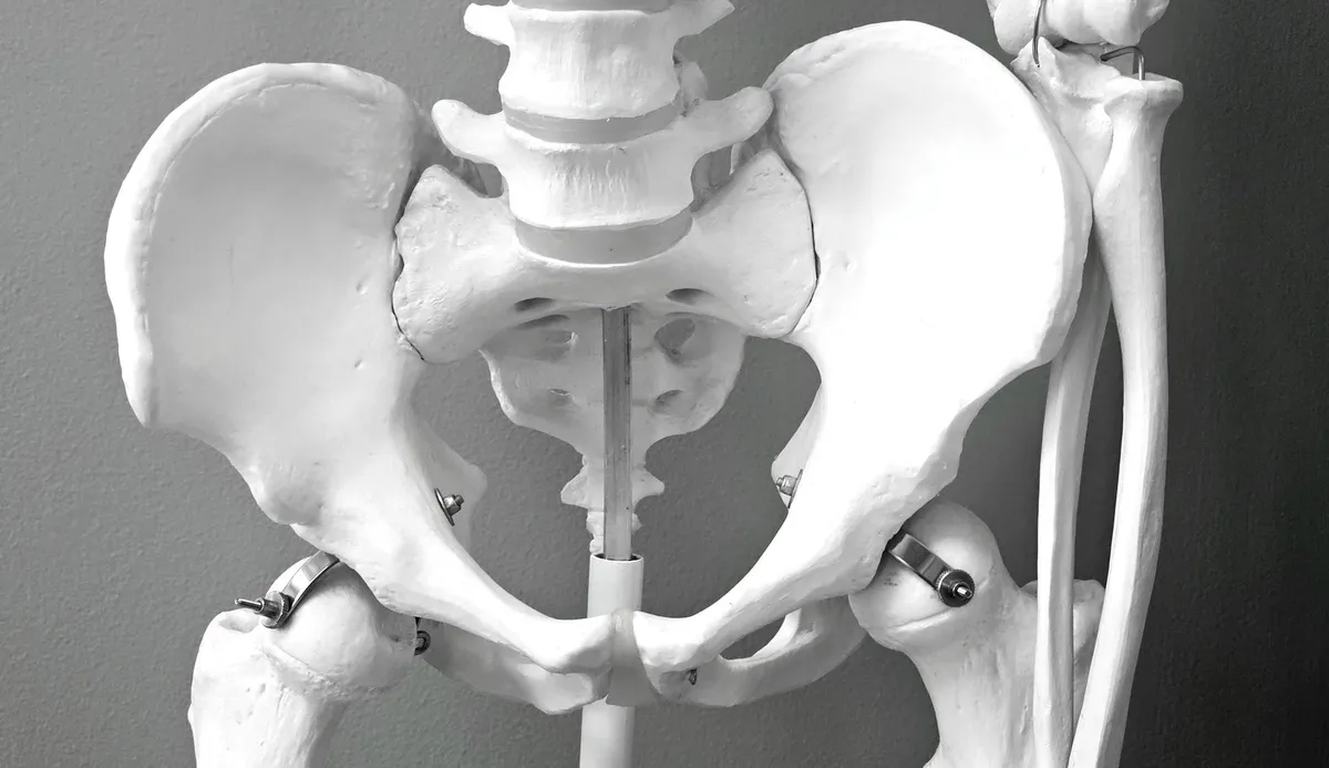 Close-up of a human pelvis and spine model against a gray background.