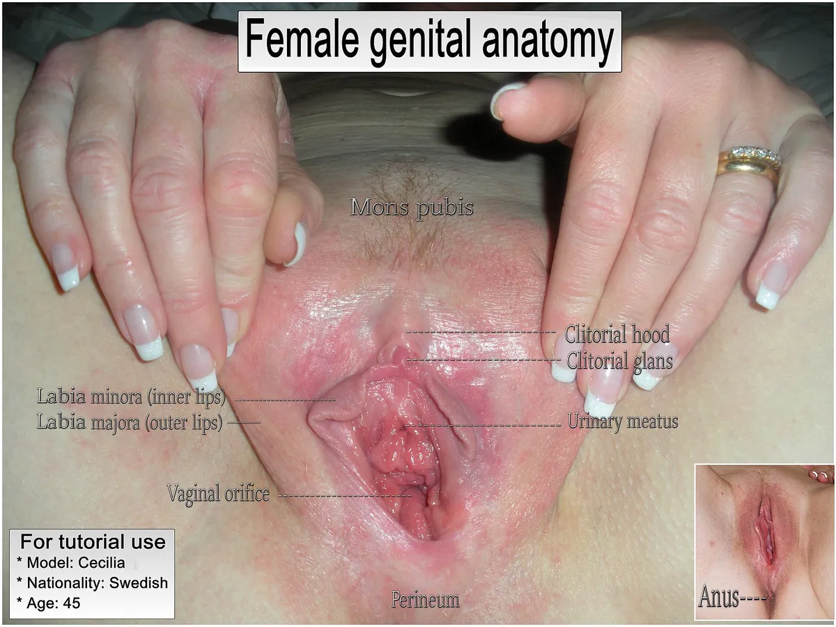 Diagram labeling female genital anatomy including vaginal orifice and clitoris.