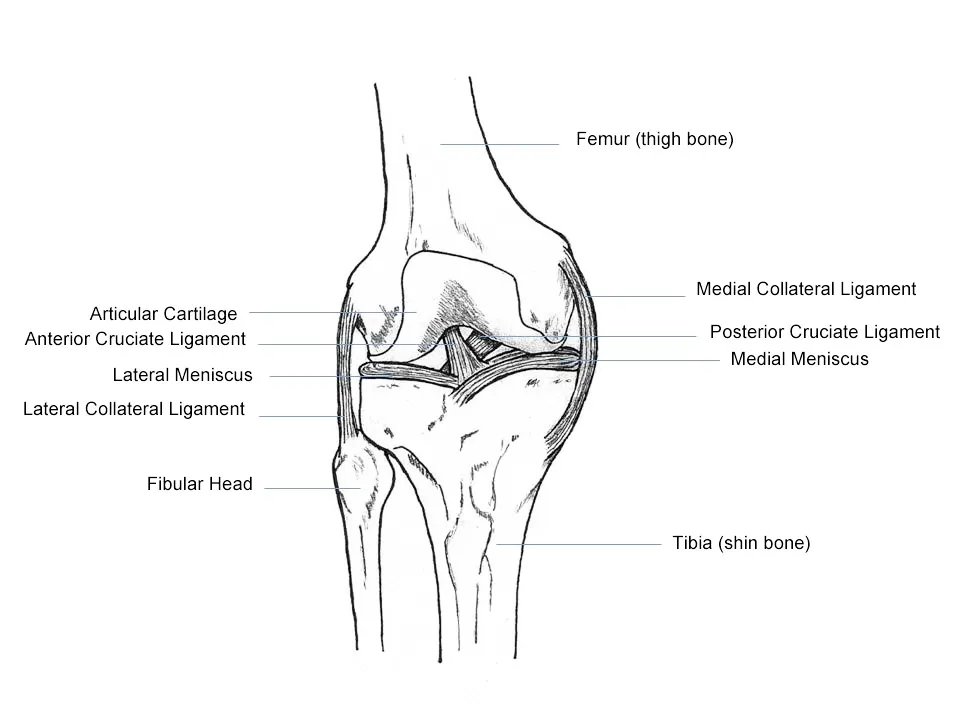 Diagram of human knee anatomy with labeled structures including ligaments and bones.