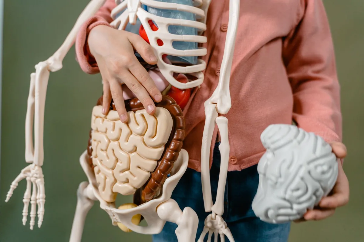 Child holding a toy skeleton with a brain model, illustrating anatomy education.