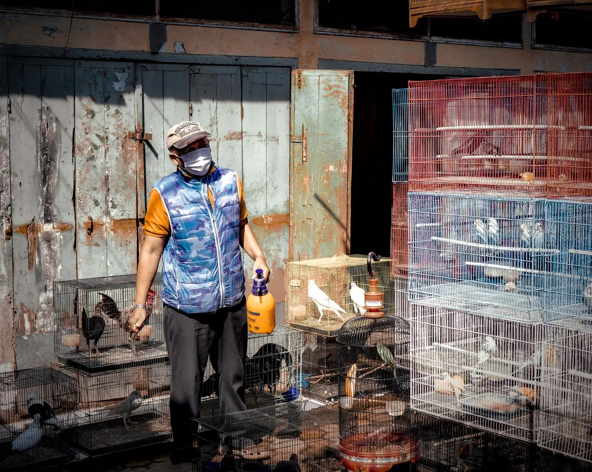 Person cleaning bird cages outdoors with birds in the background.