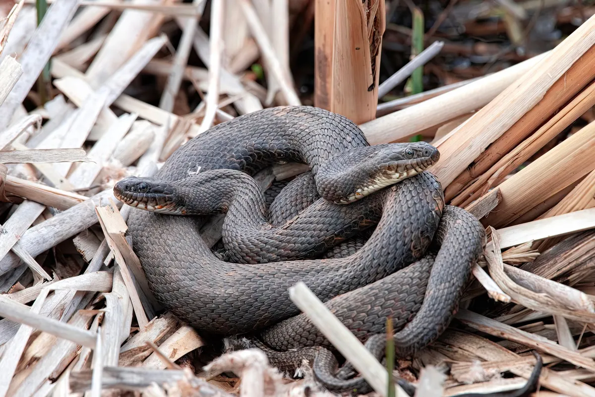 A coiled snake resting on dry grass and reeds in a natural setting.