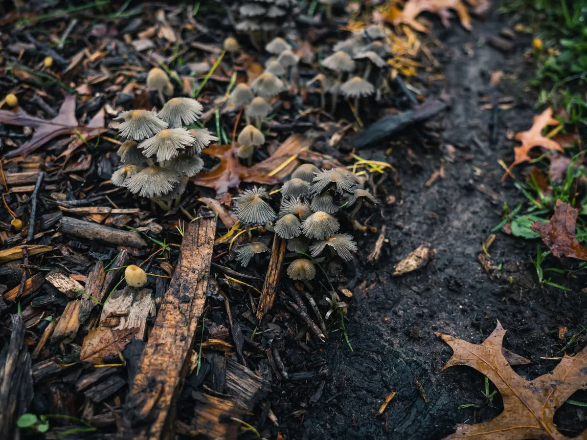 Close-up of moist soil with mushrooms and decaying leaves