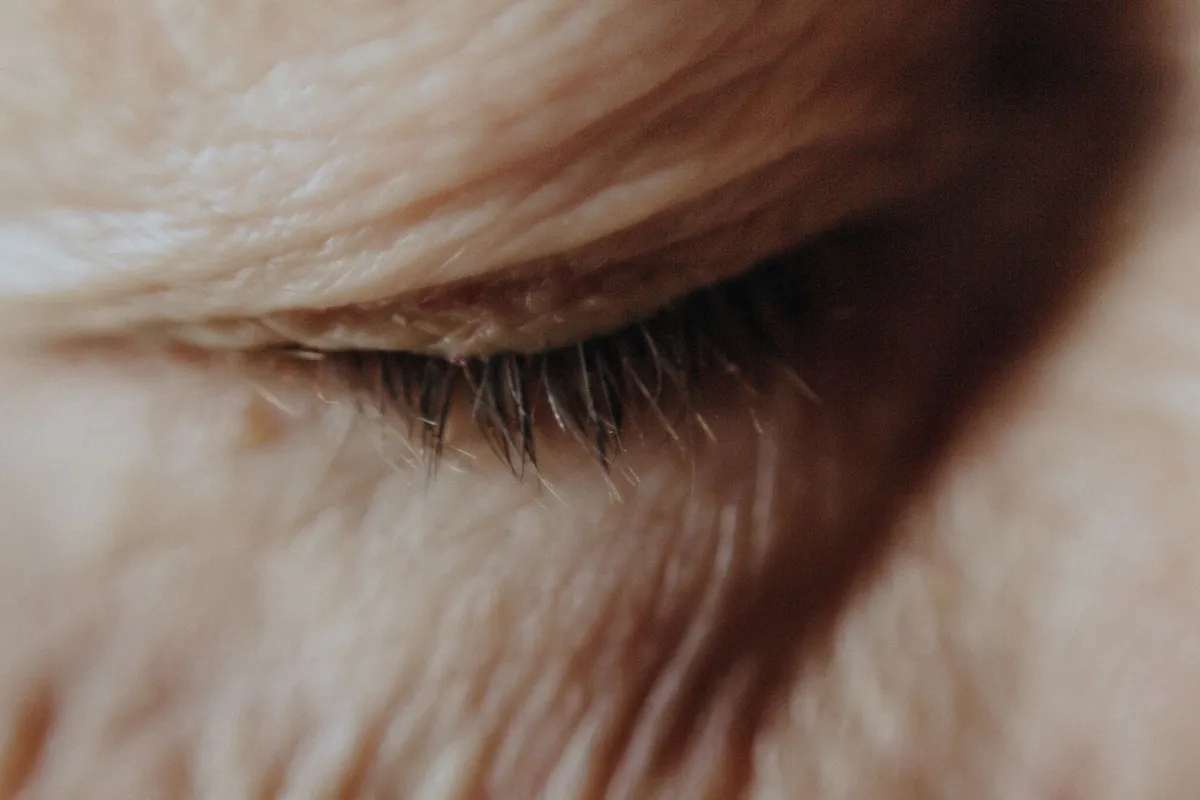 Close-up of an eye with eyelid partially closed, showing fine eyelashes and skin texture.