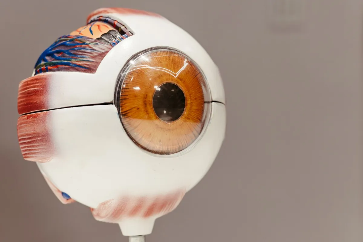 Close-up of a model of a human eye showing detailed anatomy.
