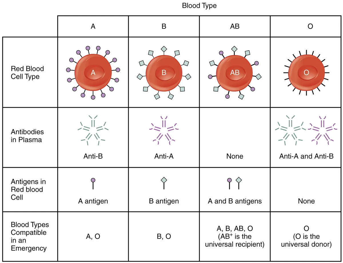 Diagram showing blood types A, B, AB, and O with corresponding antibodies and antigens.