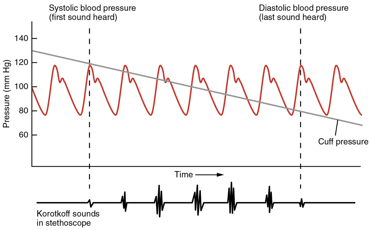 Graph showing systolic and diastolic blood pressure measurements over time.