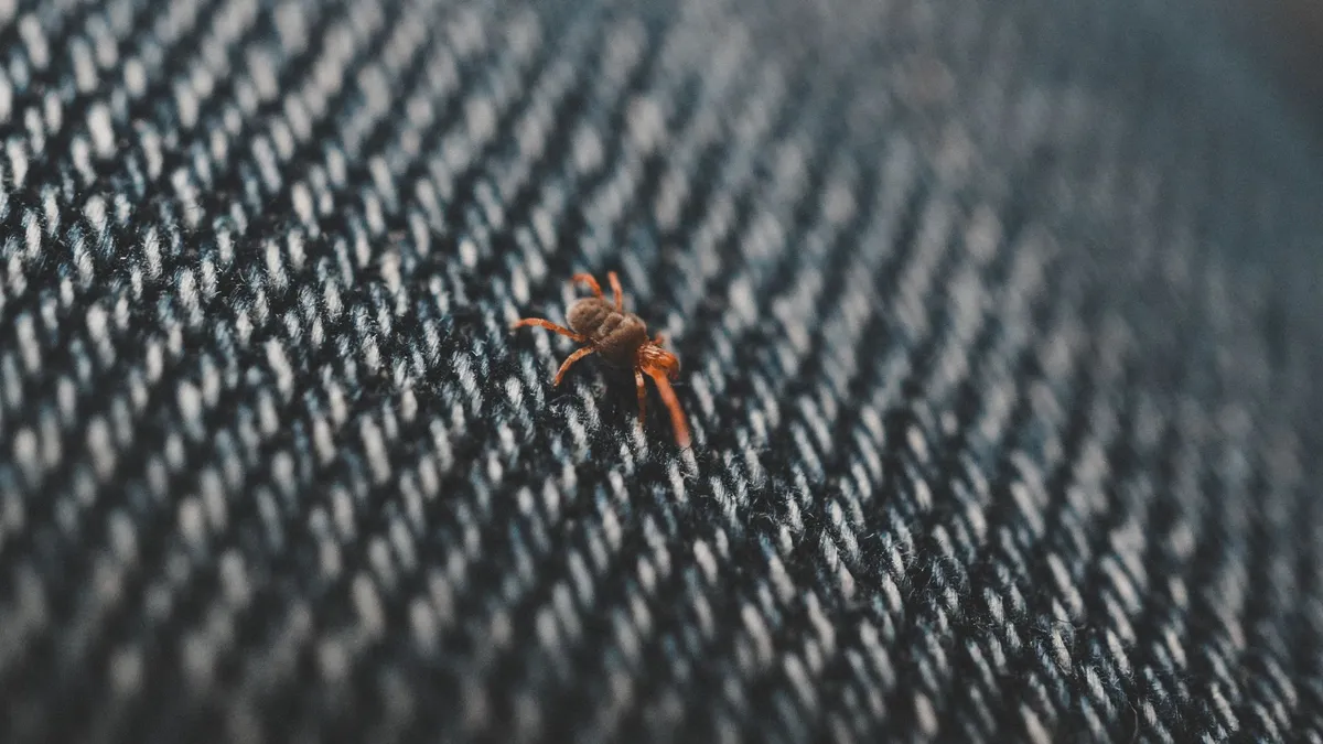 Close-up of a small insect on denim fabric, illustrating potential body lice habitat.