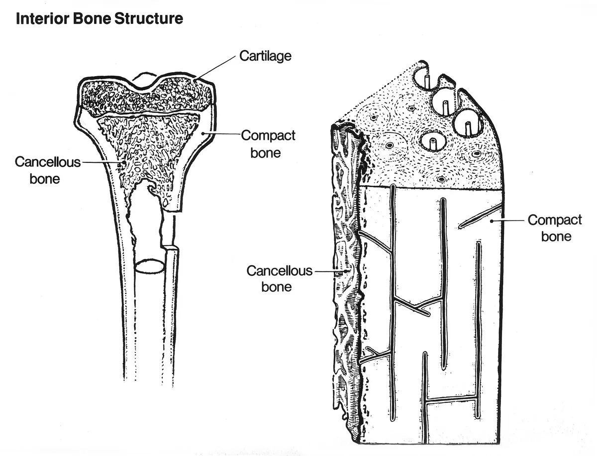 Diagram showing the interior structure of bone, including cancellous and compact bone.