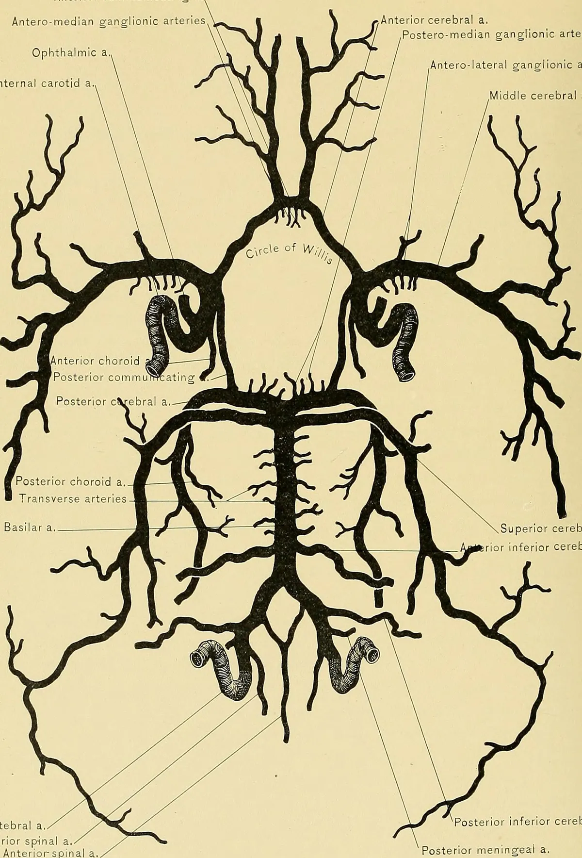Illustration of the Circle of Willis, showing brain arteries relevant to tumors.