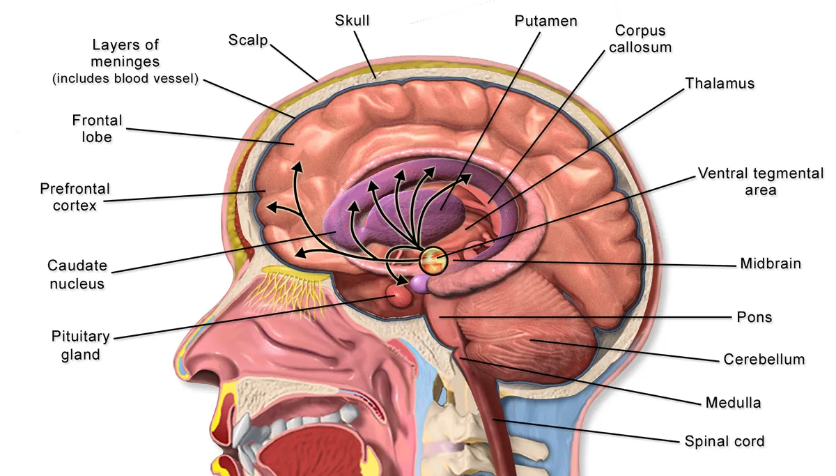 Diagram of brain anatomy with labeled structures including thalamus and corpus callosum.