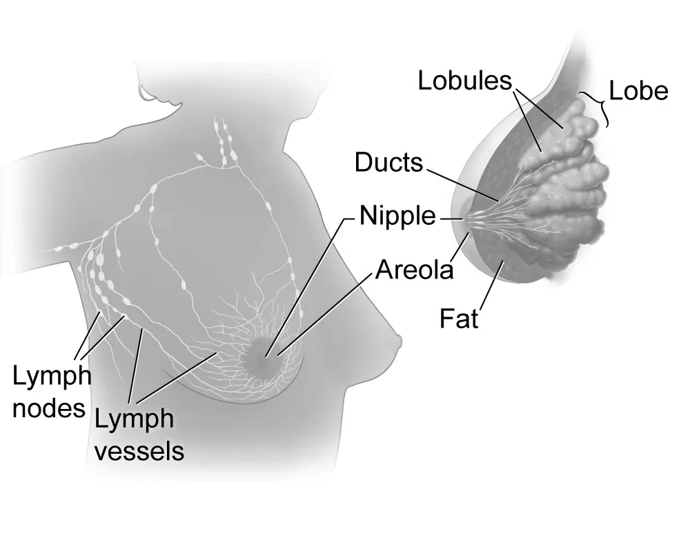 Diagram of human breast anatomy with labeled structures like lobules and ducts.