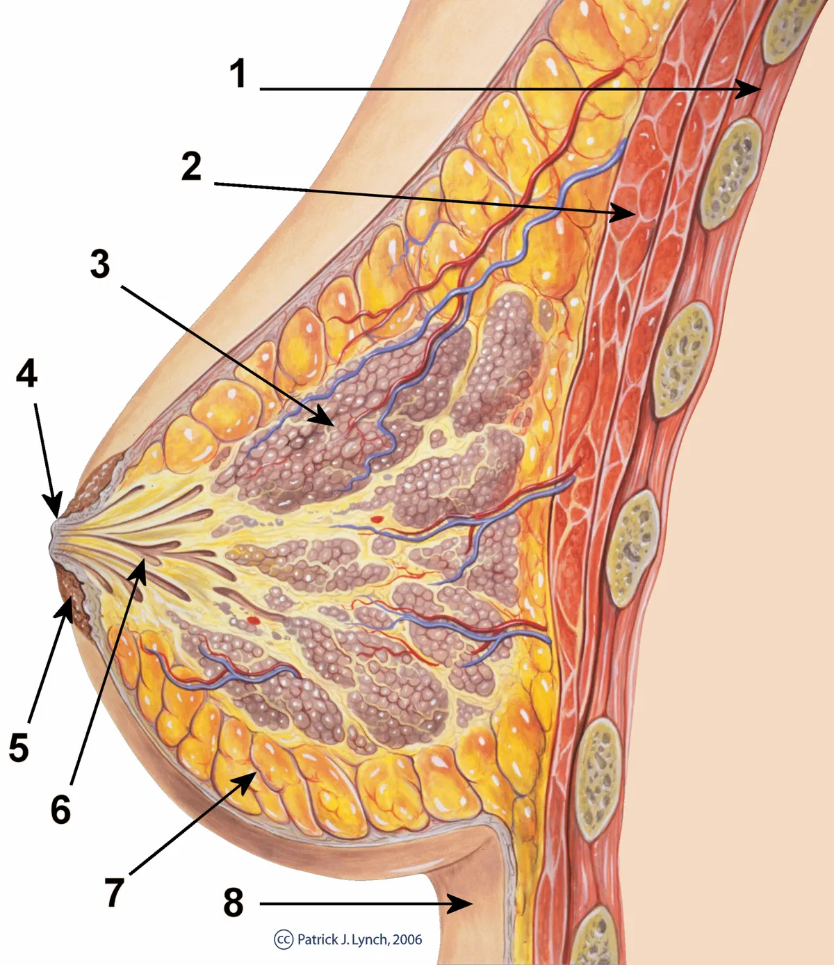 Detailed anatomical diagram of breast tissue and structures with labels.
