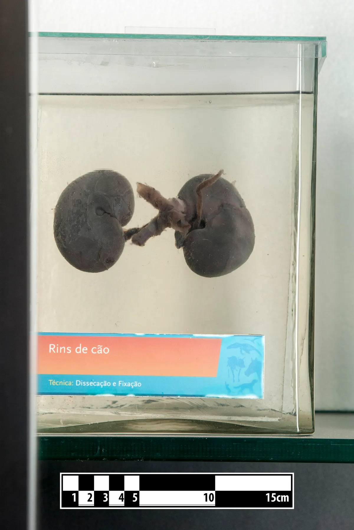 Preserved dog kidneys in a glass container for anatomical study.