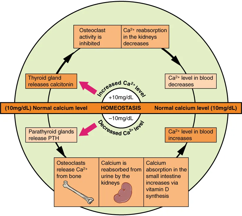 Diagram illustrating calcium homeostasis in the body with glands and processes involved.