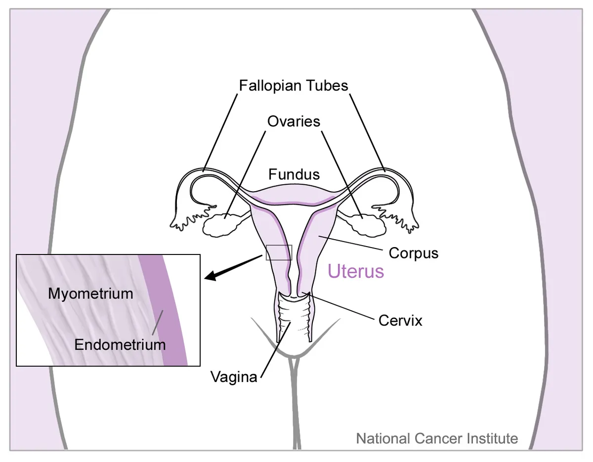 Diagram of the female reproductive system highlighting the uterus and its parts.