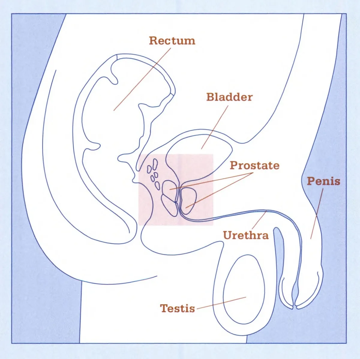 Diagram of male reproductive organs with labels for cancer treatment context.