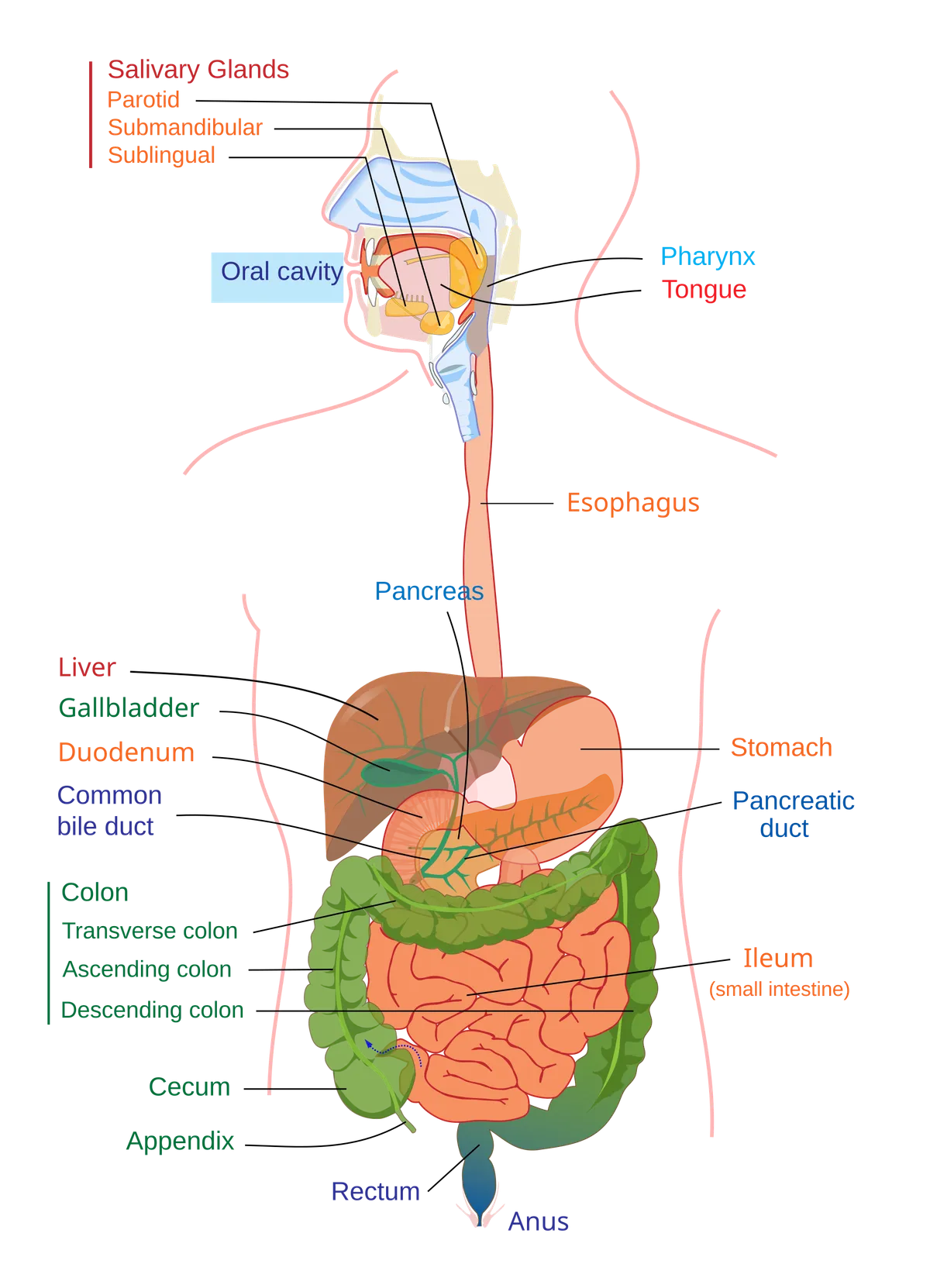Diagram of the human digestive system with labeled organs and structures.