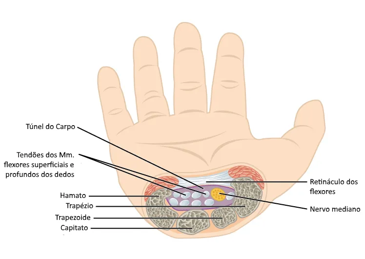 Diagram showing the carpal tunnel and associated tendons and nerves in the hand.