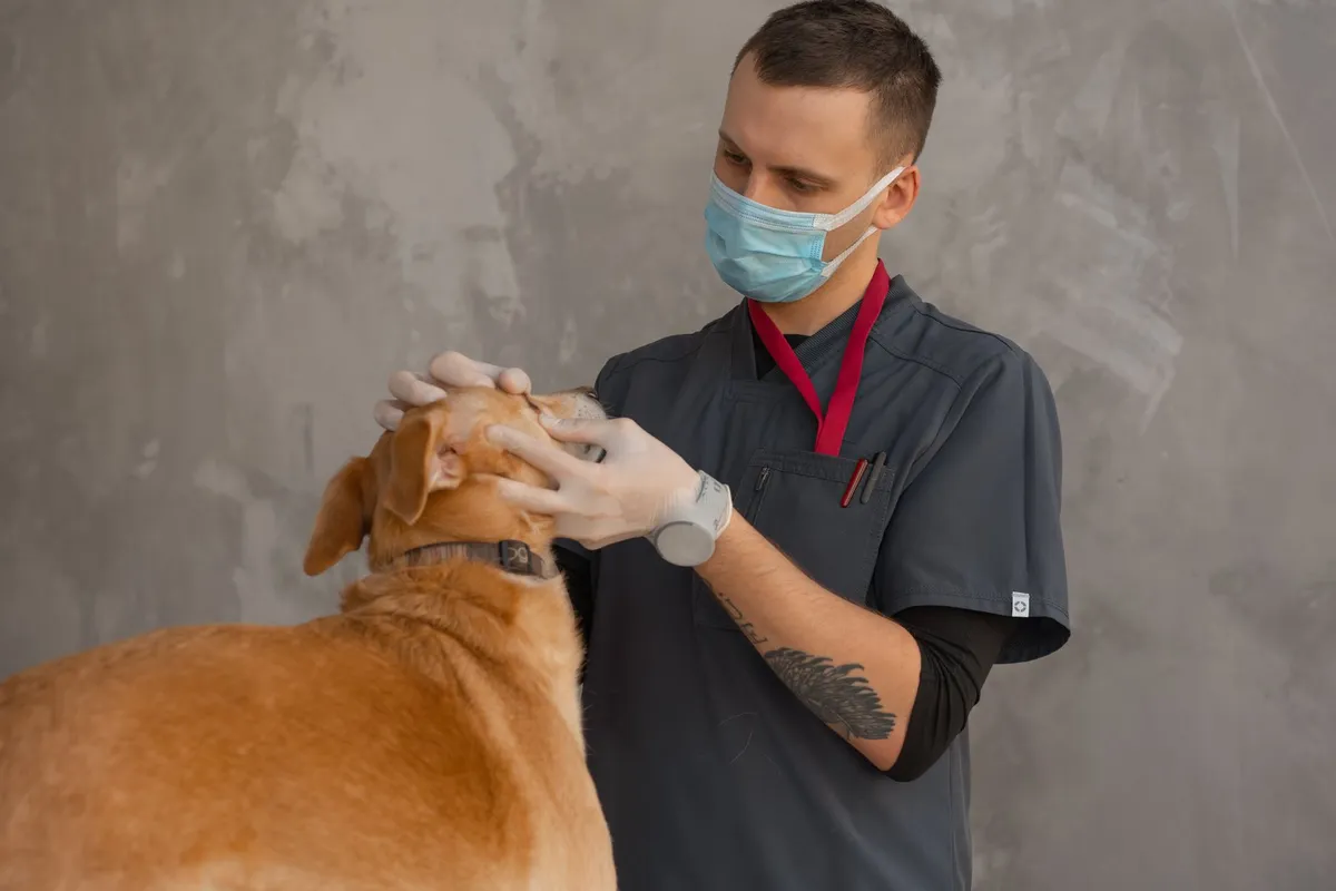Veterinarian examining a dog’s mouth while wearing gloves and a mask.