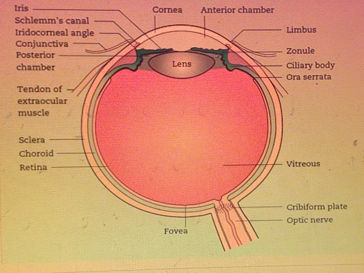 Diagram of human eye anatomy showing various parts including lens and cornea.