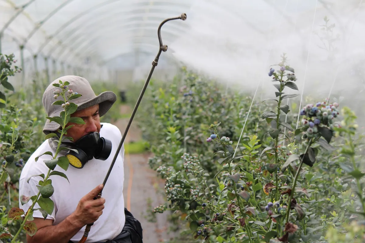 Person in protective gear spraying chemicals on plants in a greenhouse.