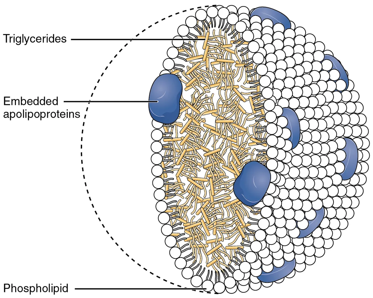 Diagram of a lipoprotein structure showing triglycerides and phospholipids.