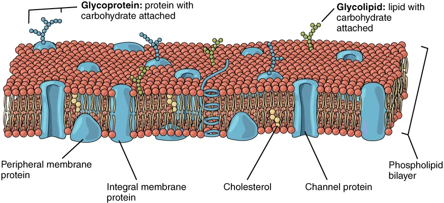 Diagram of a cell membrane showing cholesterol and protein structures.