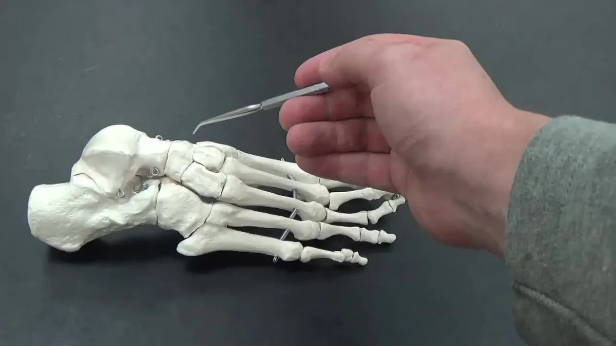 A hand holding a tool over a model of a human foot skeleton.