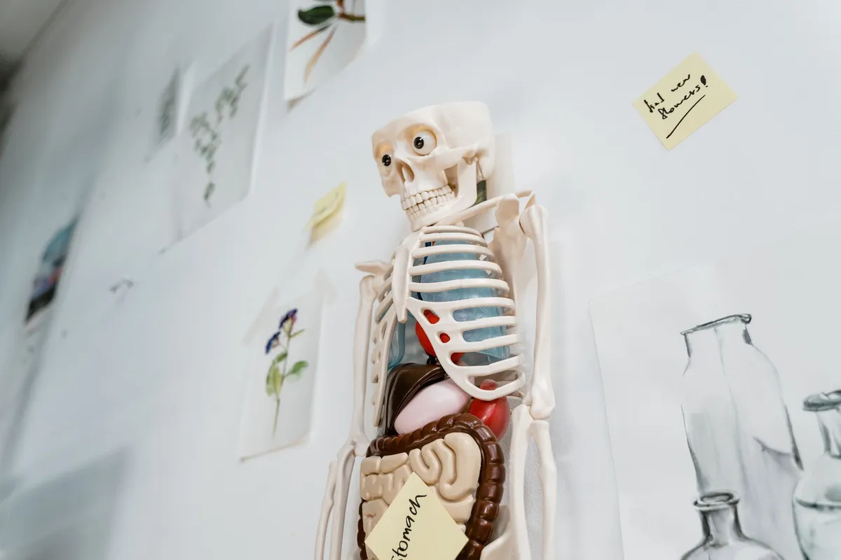 Model of human skeleton with internal organs displayed on a wall with notes.