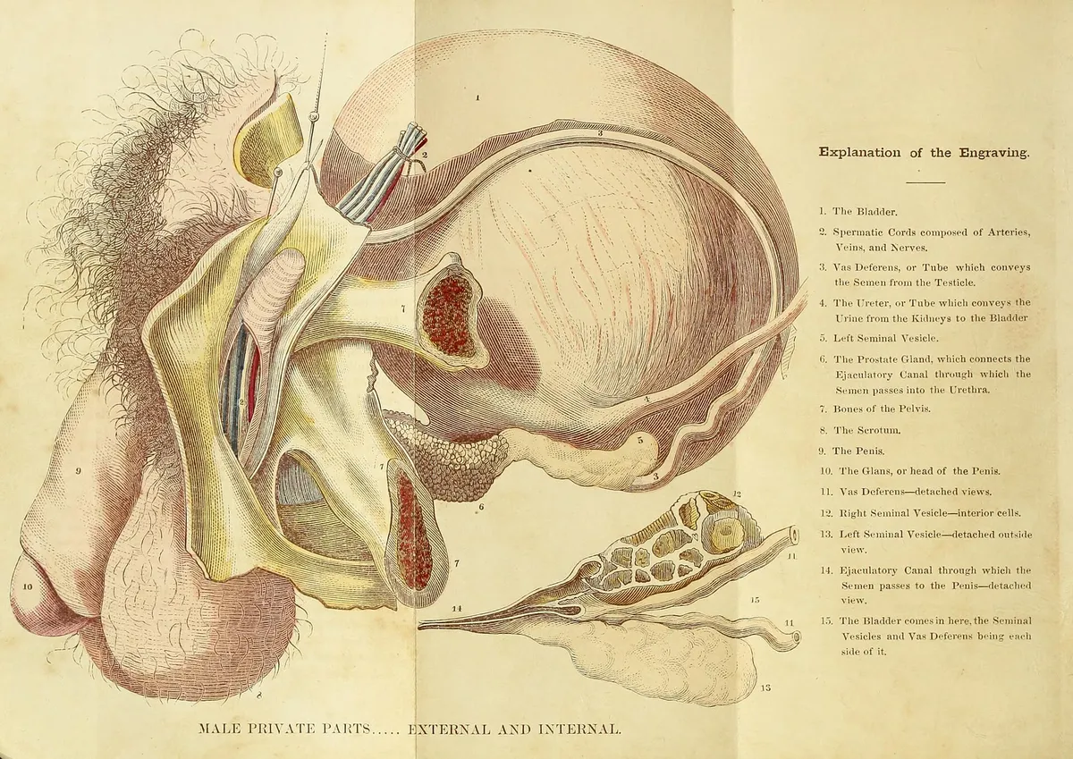 Illustration of male reproductive system anatomy, showing testicles and related structures.